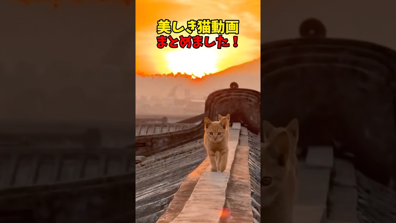 美しきかな猫動画 #猫 #cat #cats #cute