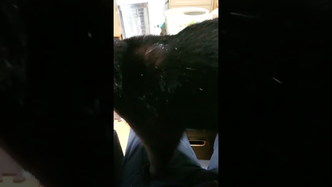 【猫】膝の上に乗るウー君(次男)☆ 2023/11/29【ボンベイ】#shorts