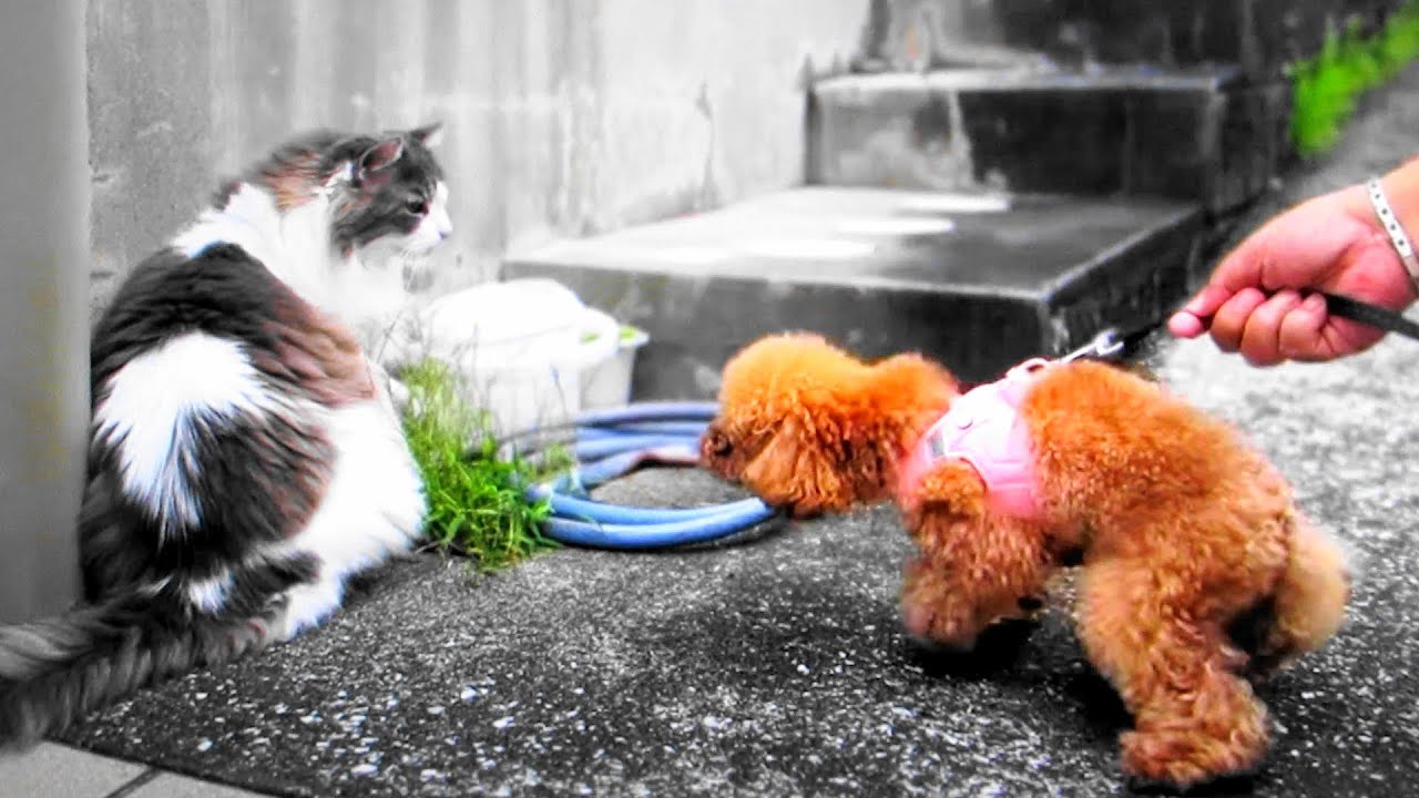 目指せモモ20歳犬🐶と猫😺互いに仲良くなりたい2匹💞ユニちゃん動画に出して貰って✙映像もお借りしちゃったお話😃～＃湘南ティーカッププードル＃ノルウェージャンフォレストキャット＃コラボ動画