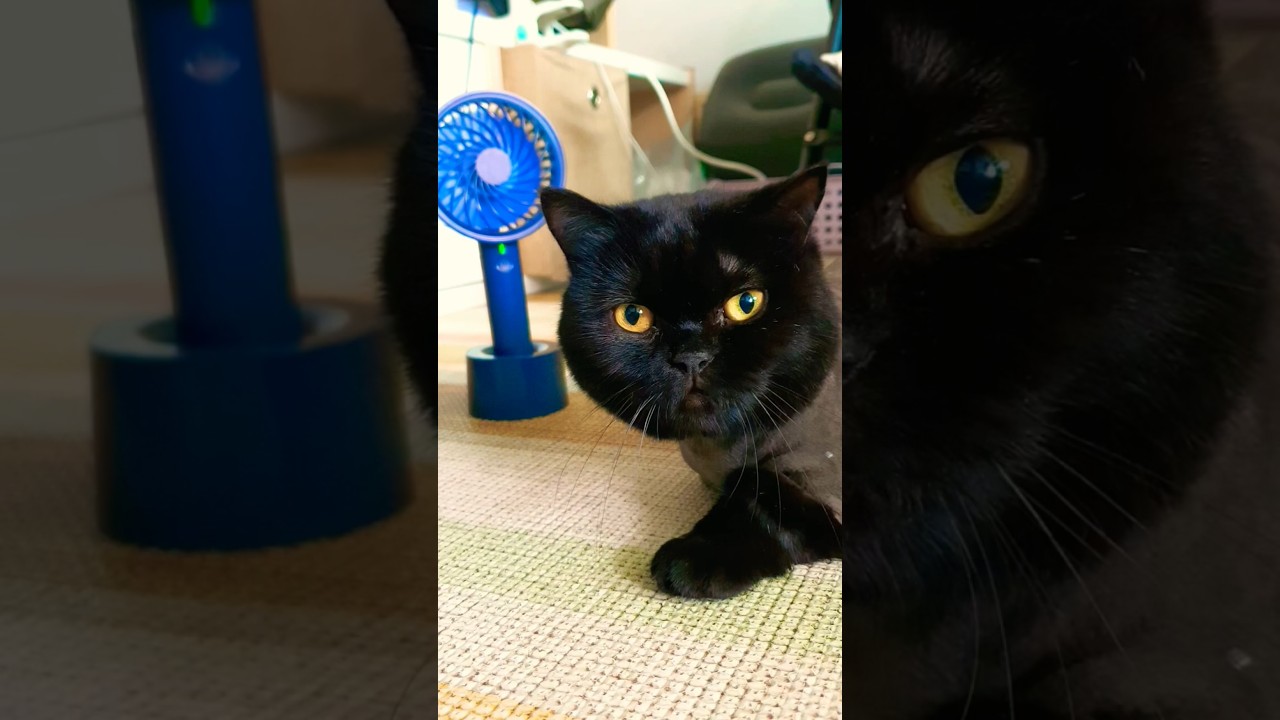 아침이다, 자야겠다~ #폭염 #번아웃