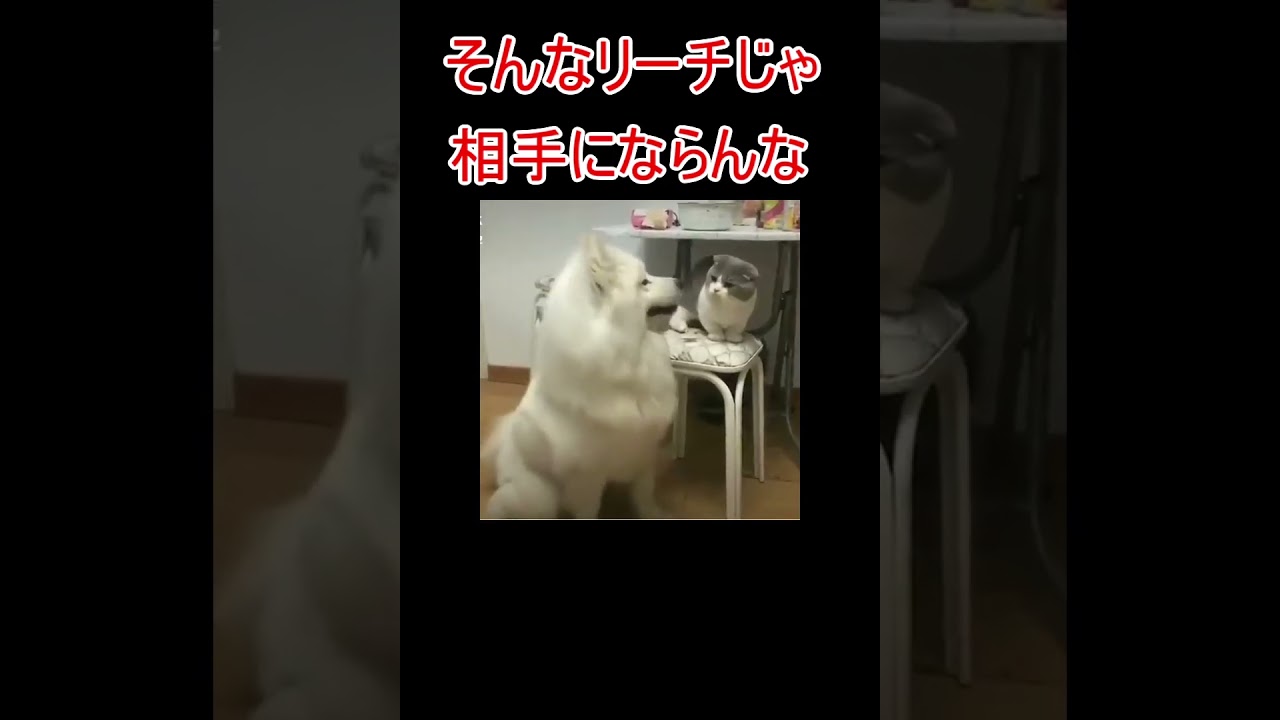 相手にならん #shorts  #ねこ #おすすめ