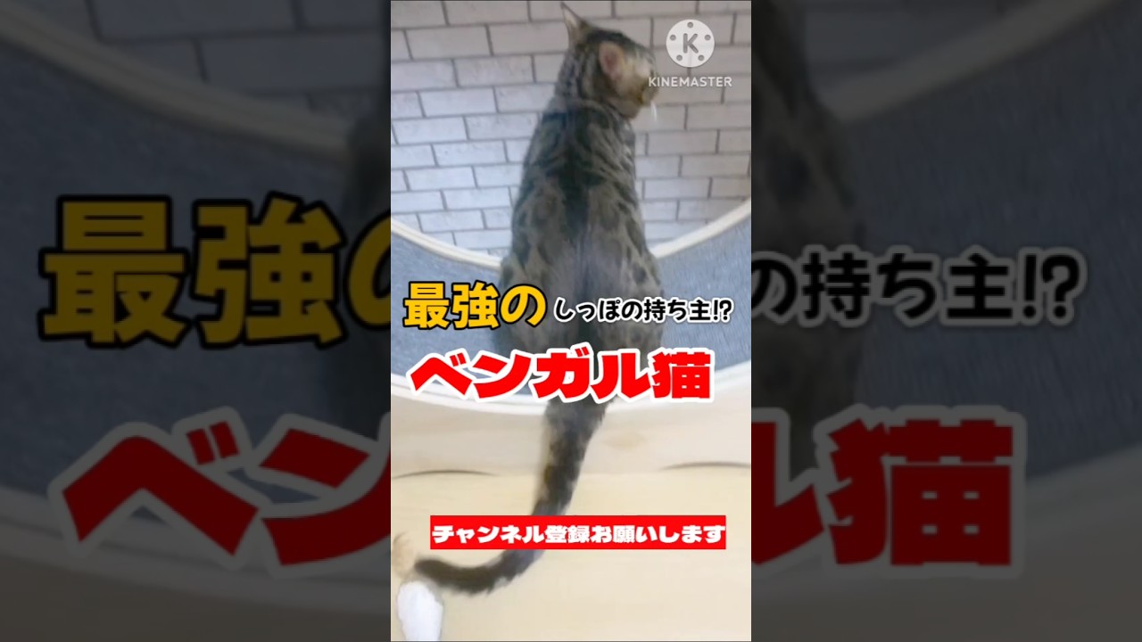 【ベンガル猫】最強のしっぽの持ち主！？なベンガル猫 #ベンガル猫 #shorts