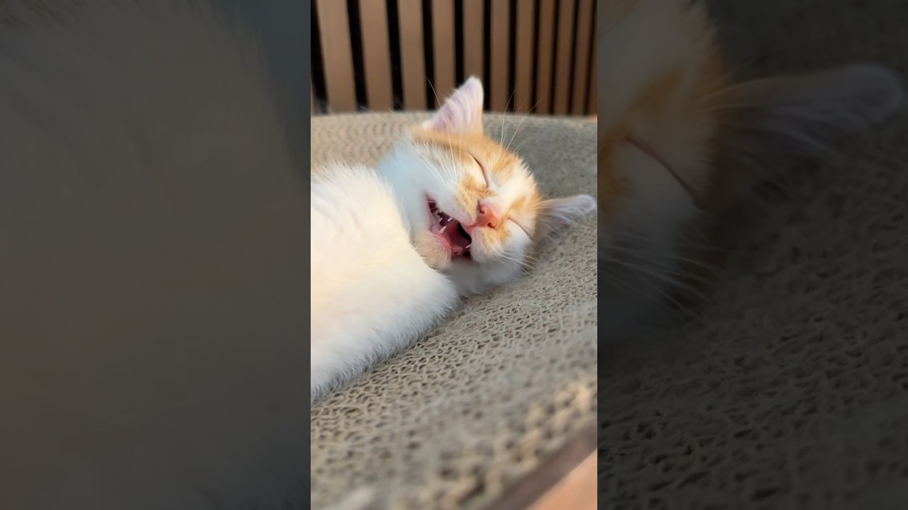 寝言を言う子猫が可愛すぎる…。#猫 #cat  #shorts