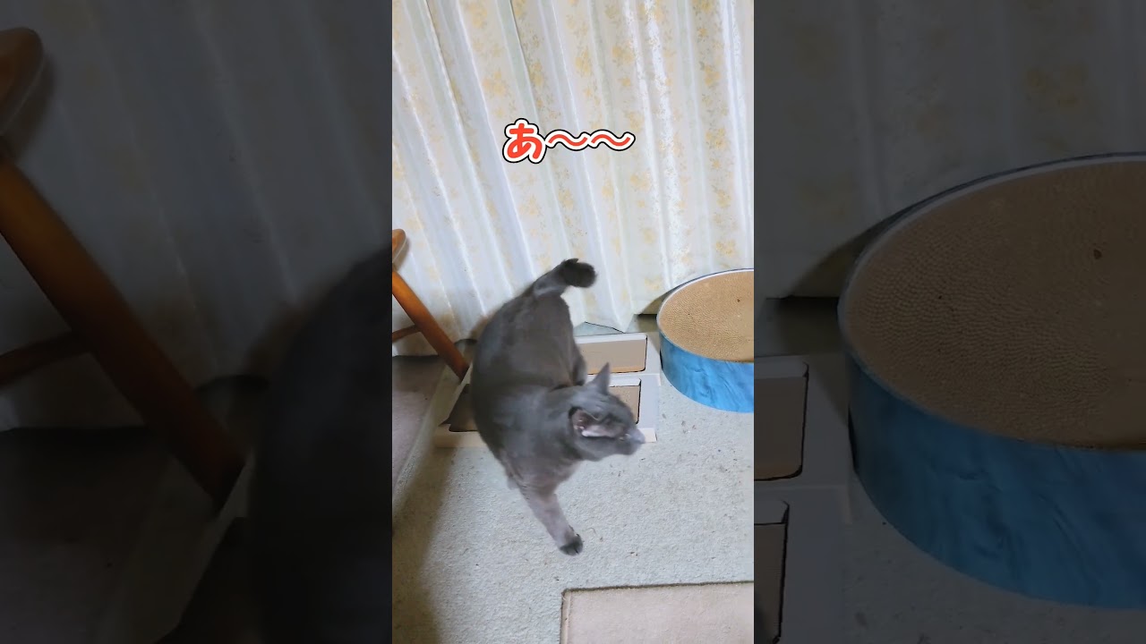 ミリオン逃したわ😺#shorts#ハチワレ#コラット#タイトル