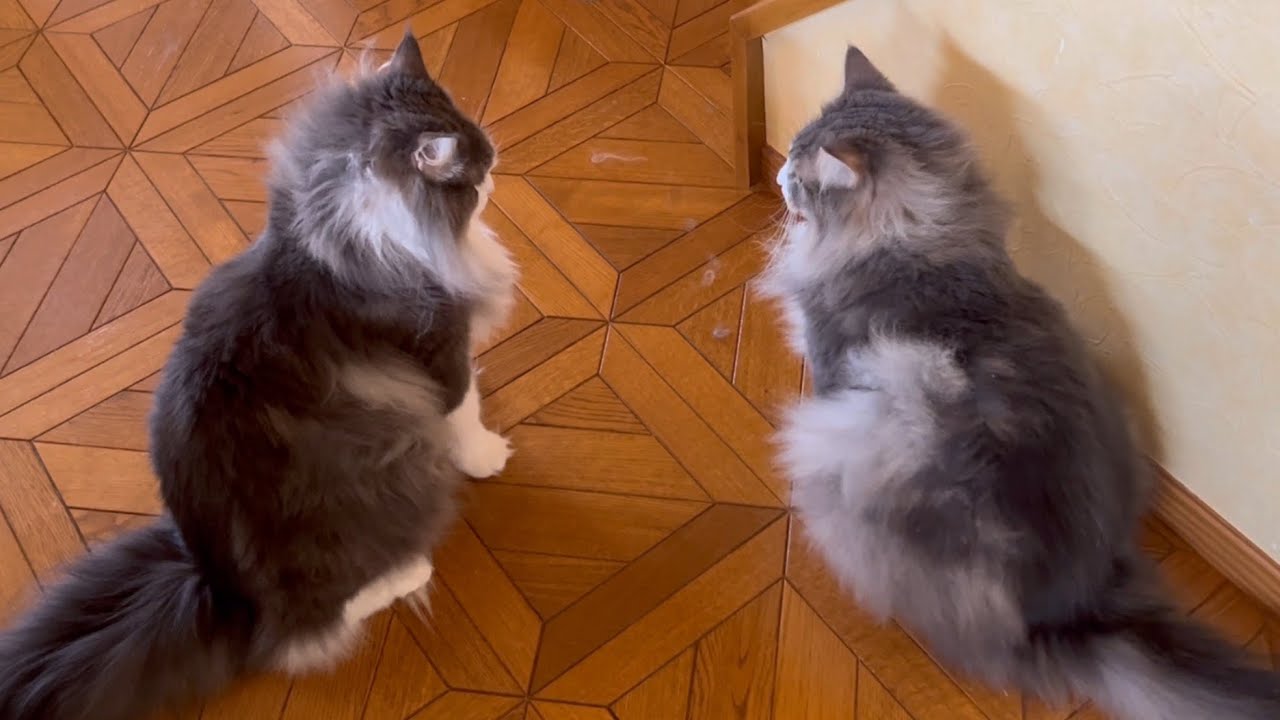 【兄弟♡】コロコロ微笑ましい、仲良し兄弟のじゃれあいがカワイイ🩷ノルウェージャンフォレストキャット