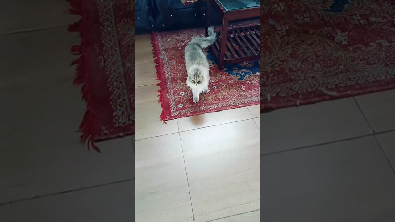#esto es Africa #cat #pets #music #itstimeafrica #song #viral #video #cute #love #trending #youtube
