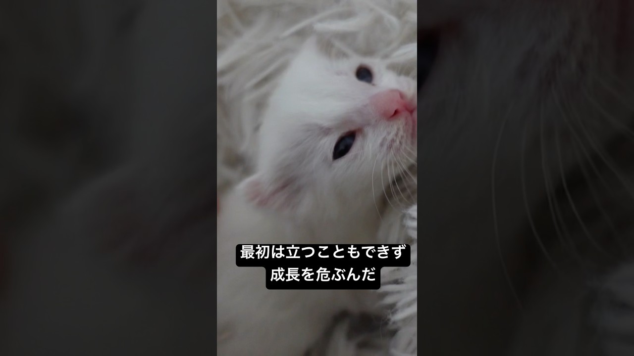 最初はまっすぐ立つこともできなかった幼猫の現在 #cat  #猫  #ねこ  #保護猫 #cute #猫のいる暮らし #子猫 #shorts  #こねこ