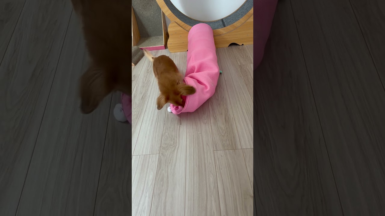 ダックス猫のトンネルに夢中＃shorts＃ダックス#ペットのいる生活 #元気になる動画