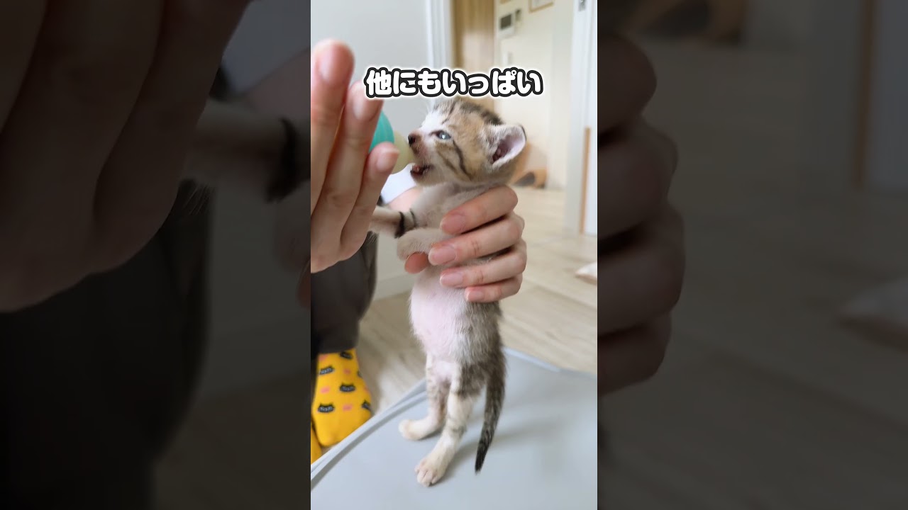 子猫の離乳食2日目ガツガツ食べるよー 「ミルクは人用ですか？」これを聞いてどう思いますか？【保護猫生活】