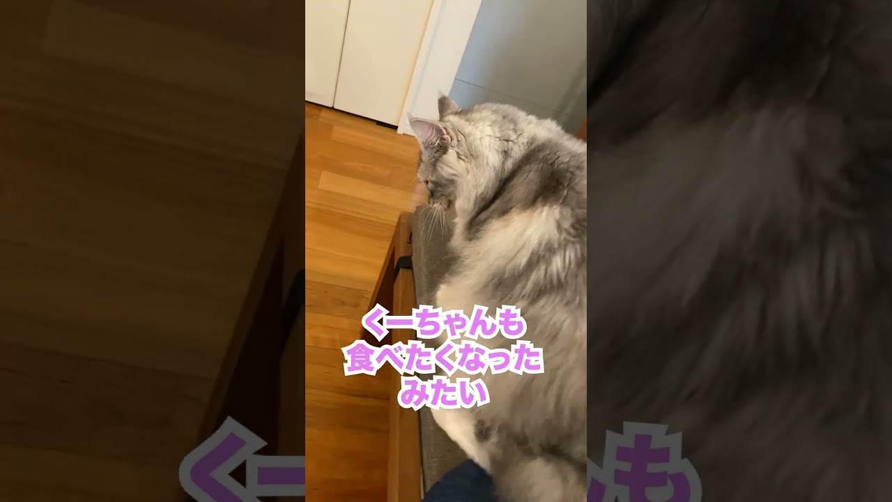 朝会話をしながら少年と朝ごはんを食べる #メインクーン#shorts