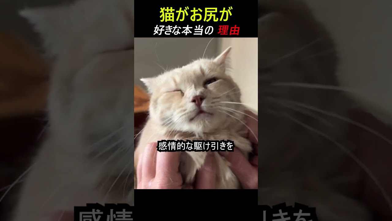猫がお尻が好きな本当の理由