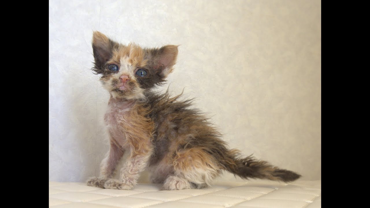 セルカークレックス子猫　Selkirk Rex　2025.5.28産まれ　キャリコ　三毛猫　巻き毛　女の子　シーダキャット猫のお店