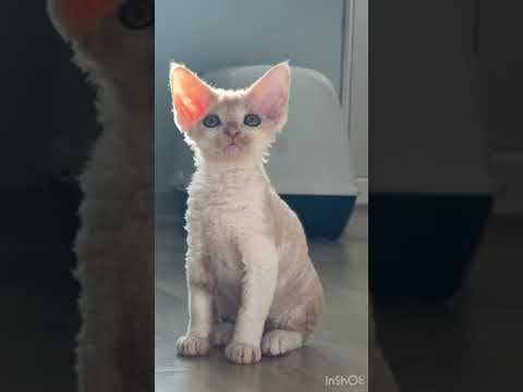 Den is a Cute Devon Rex Kitten in a Delicate Cream and White Color