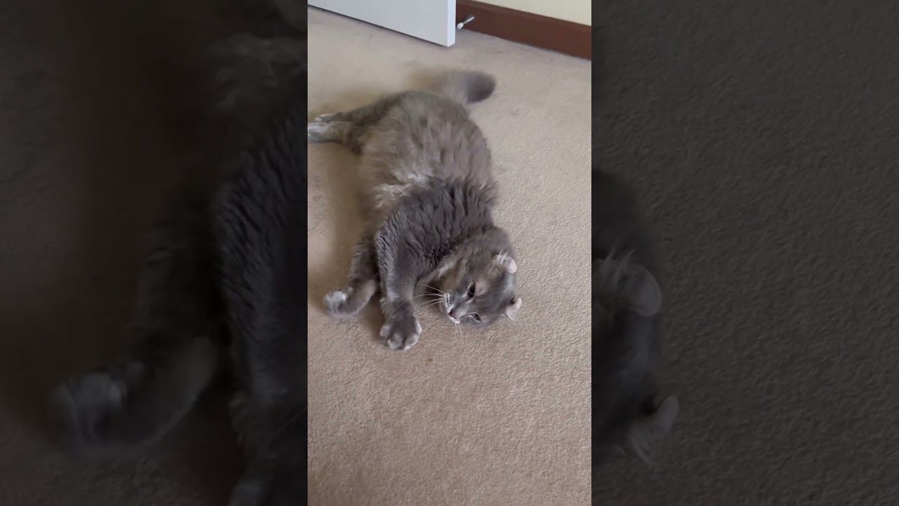 モーニング #ねこ動画 #アメリカンカール #ねこのいる生活