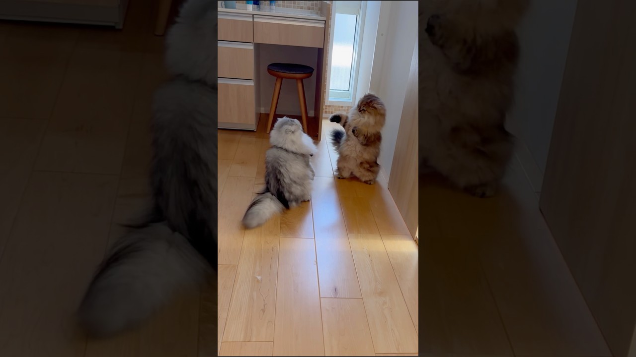 本日のもふもふ猫バトルの勝敗は… 【サイベリアン】 #shortsfeed