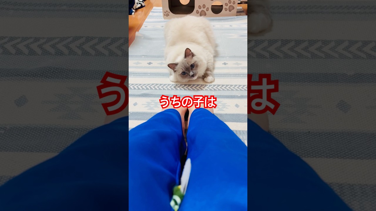 【anela】スタミナ１な猫さん#猫 #ラグドール #shorts
