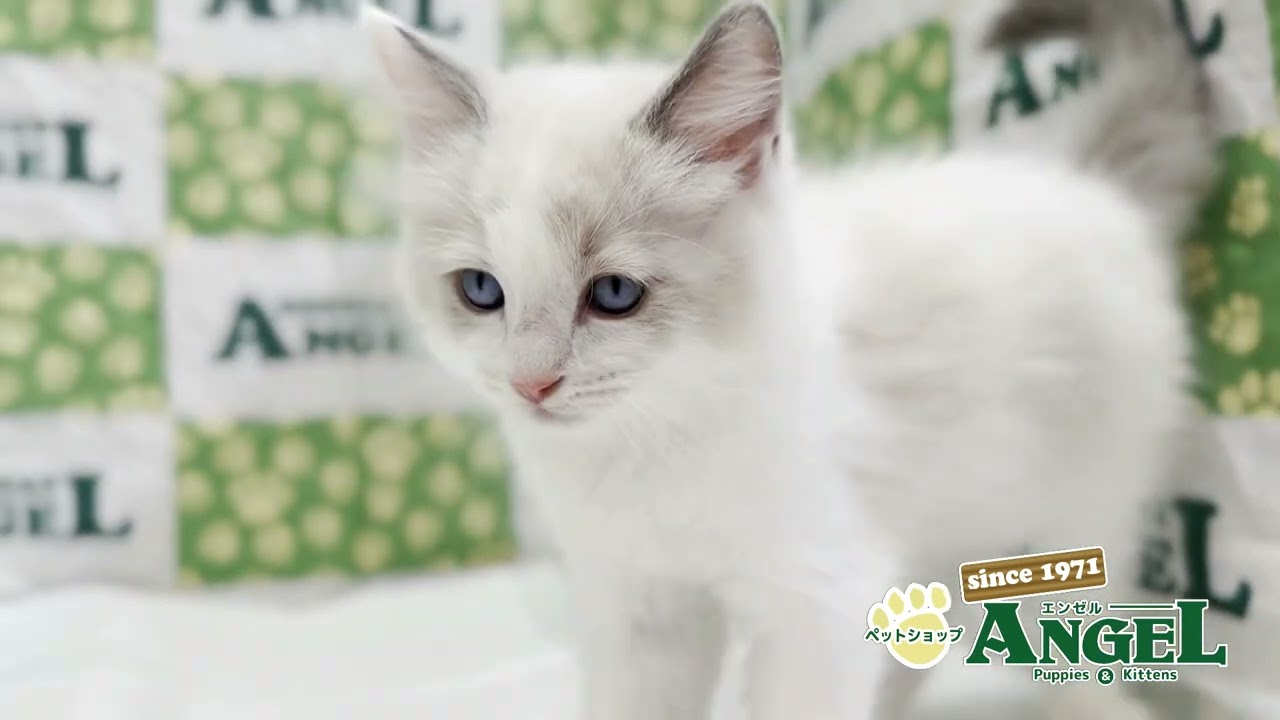 ラグドール 2505067 【ペットショップエンゼル　子犬・子猫販売】