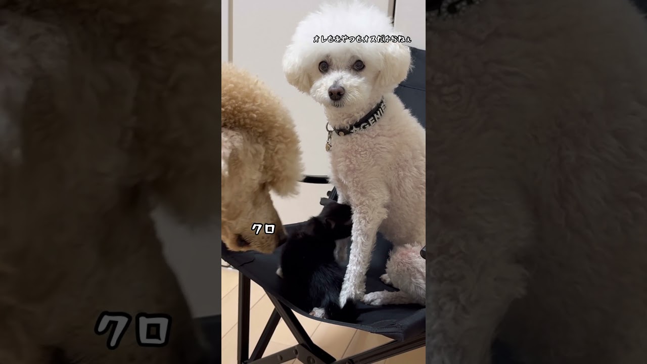 【犬に乳をねだる子猫】#捨て猫 #捨て猫保護 #捨て猫関連 #保護子猫 #保護猫