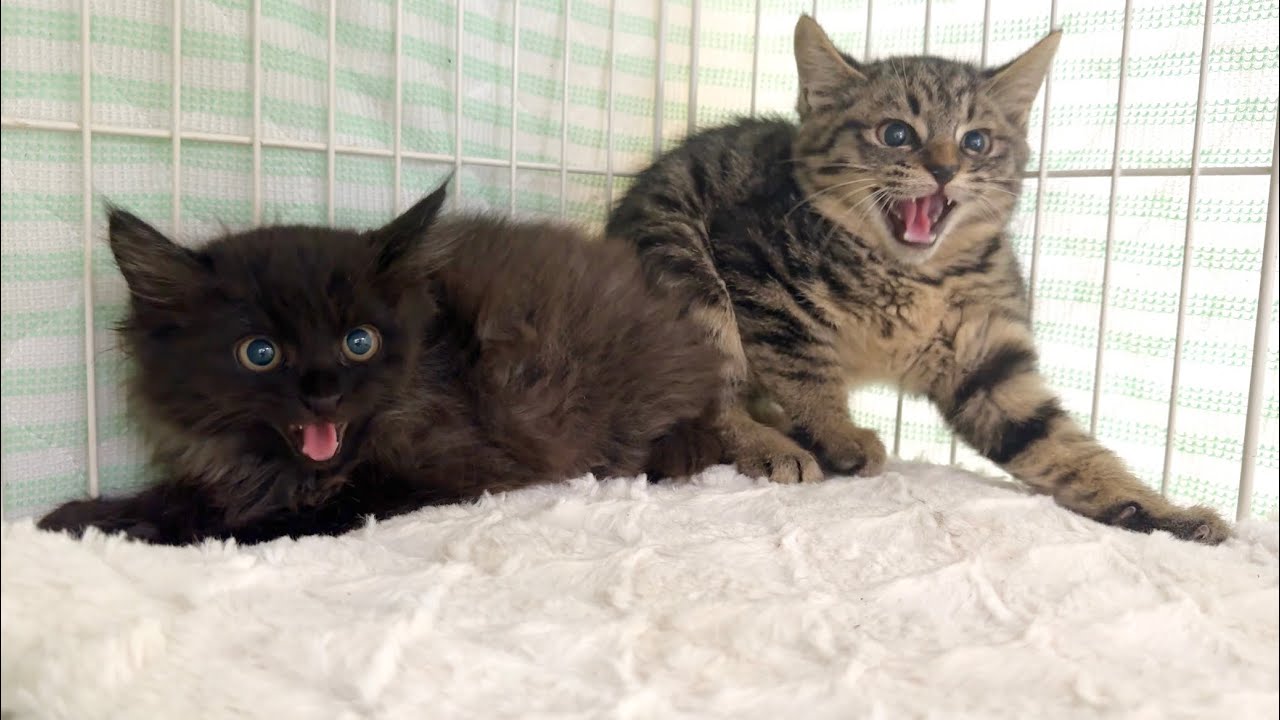 シャーシャーパンチ！新入り子猫がやって来た【さつまいも兄妹日記#1】A new kittens arrived.