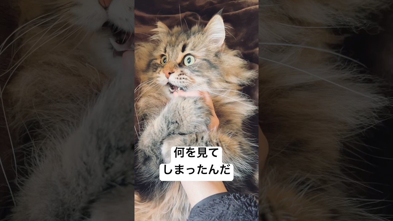 結局何見たのか分からなかった#サイベリアン #猫 #ヤマネコ
