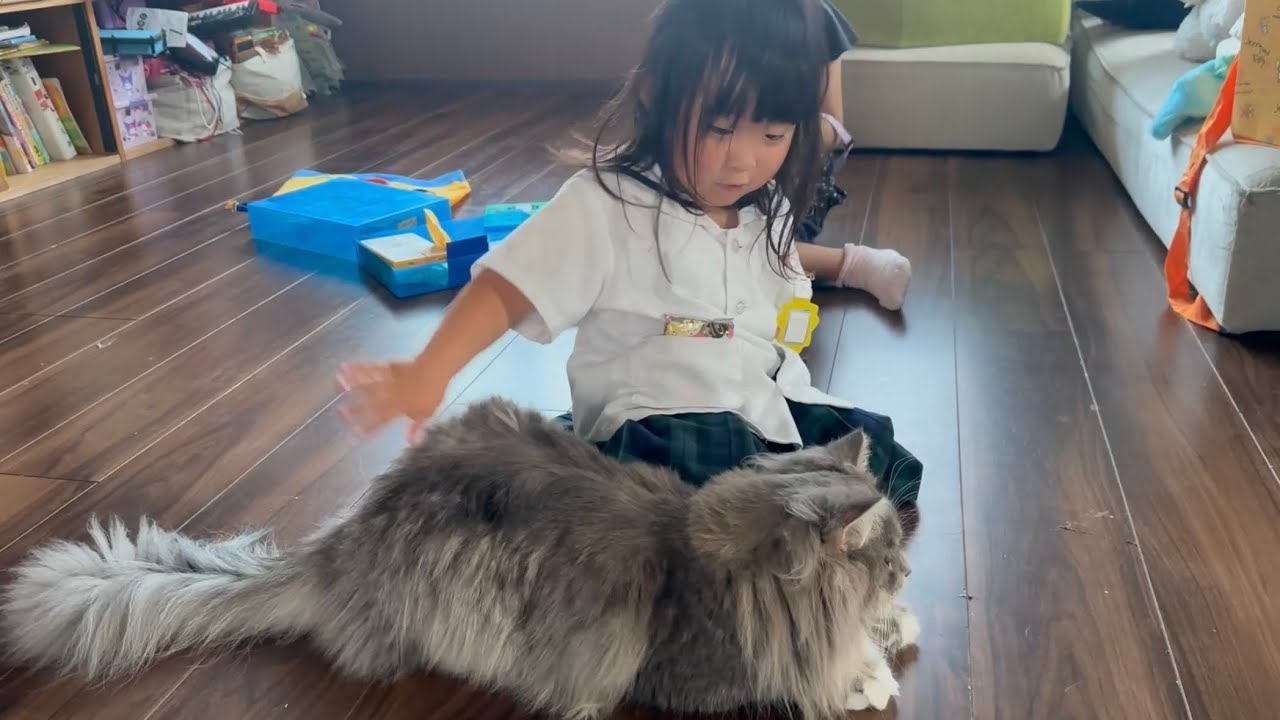 一緒に遊ぶ猫　ラガマフィン　サイベリアンCats playing together. Ragamuffin. Siberian