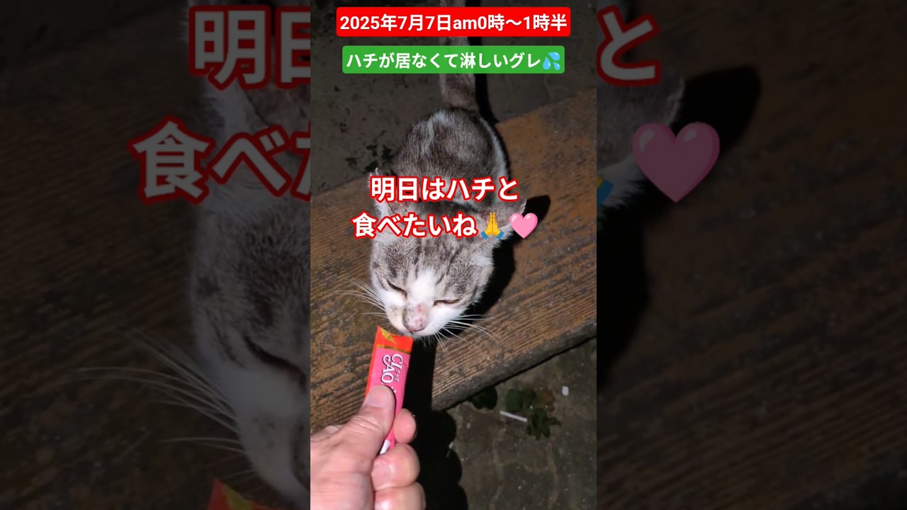 【2025年7月7日am0時〜1時半】ハチが居なくて淋しいグレ💦愛情フードで免疫アップ🙏