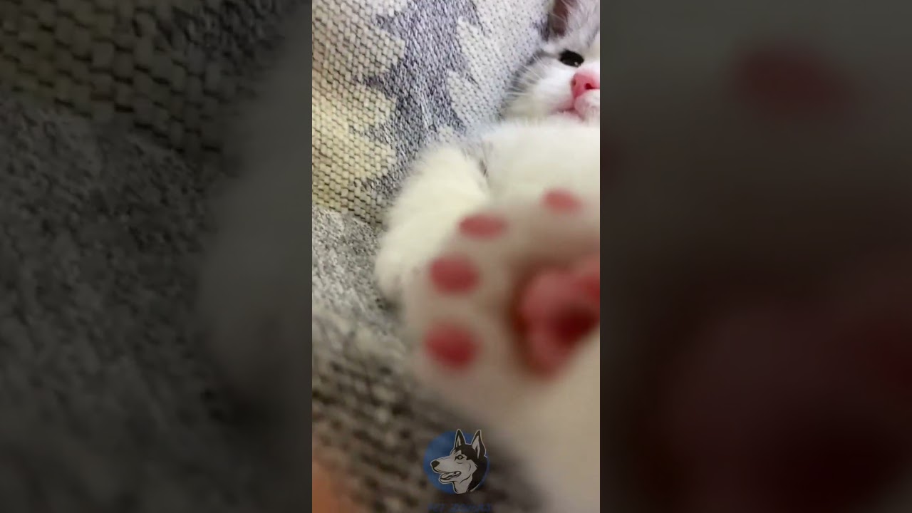 "Exploring my Billi's Videos|Extremely High Efficiency #MunchkinCat #Manx #ShenzhenCattery "❤️😻❤️