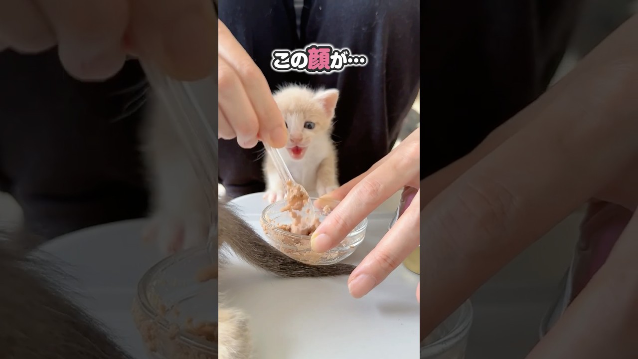 離乳食を待ちきれない子猫がこちらです。この顔がたまらない…【保護猫生活】