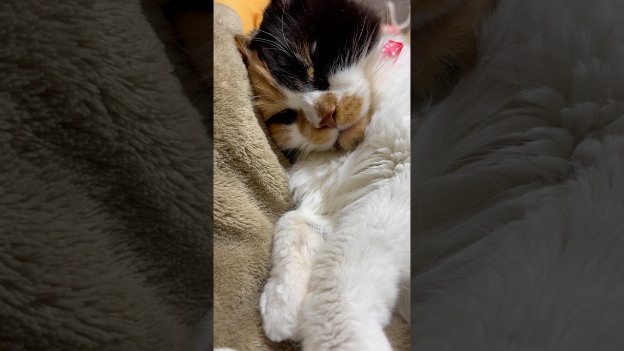 母ちゃん大好き😺💕甘えん坊のパンク😽 #cat #メインクーン