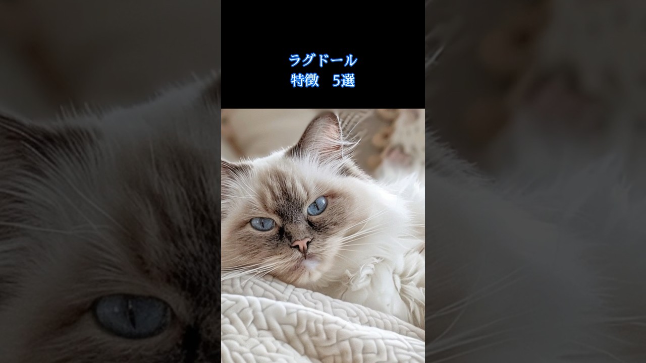 【雑学】ラグドールの特徴5選 Part3 #shorts #short #cat #猫 #雑学