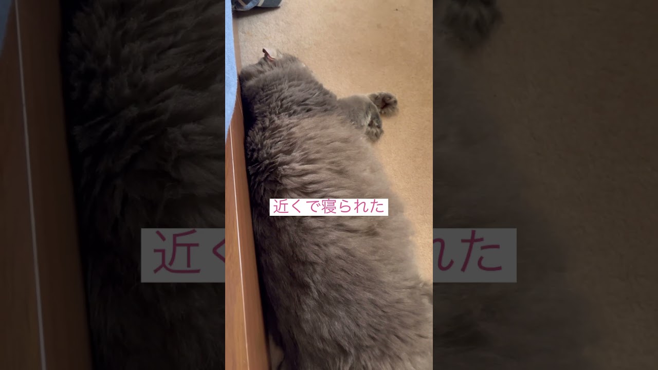 寝る #アメリカンカール #ねこ動画 #ねこ