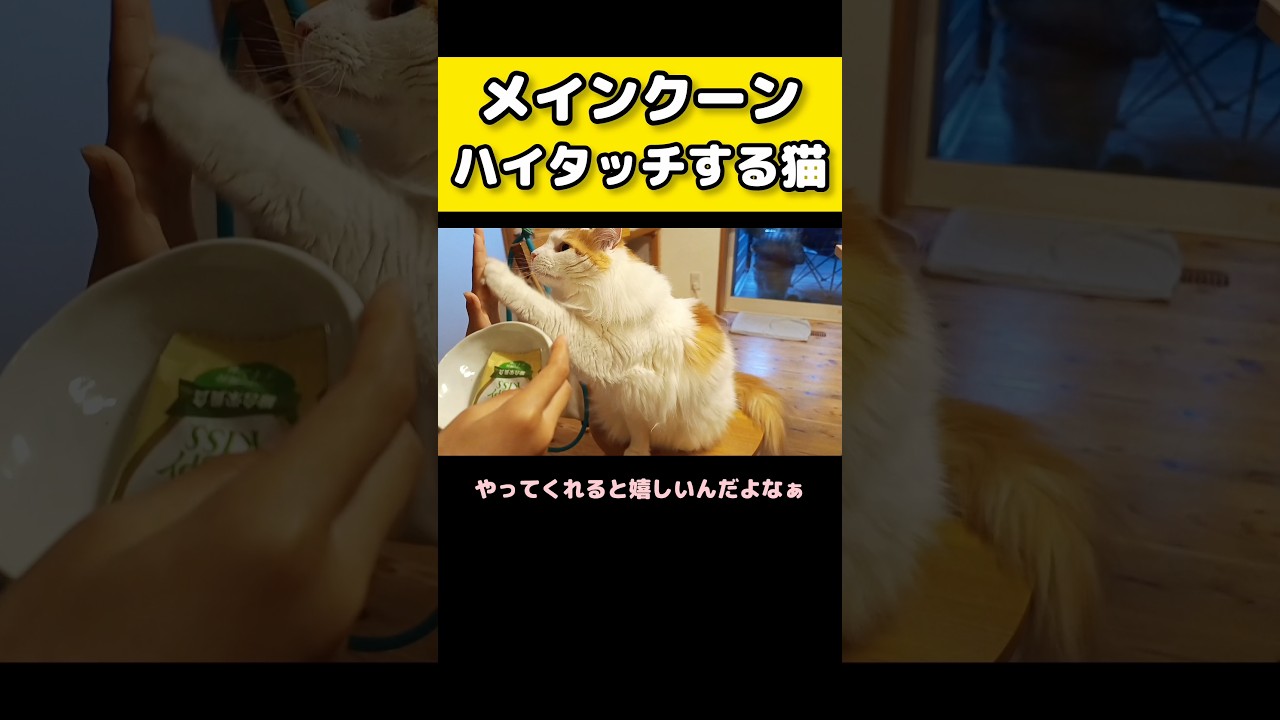 メインクーンのハイタッチ続編 #メインクーン #猫 #猫のいる暮らし#cat #mainecoon #catlover​  #catshorts​ #cute​ #cutecat​ #fyp​