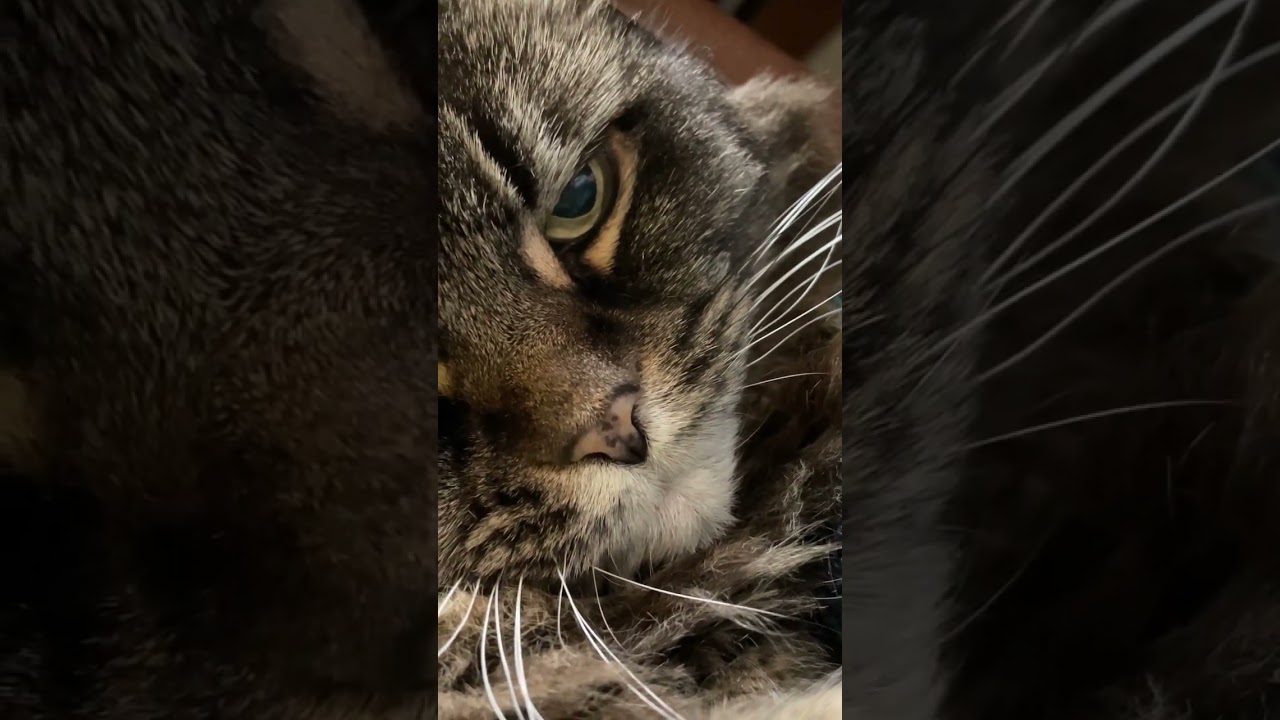 アメリカンカール#猫のいる暮らし #catvideos #ラナウェイズ#チェリーボム #music