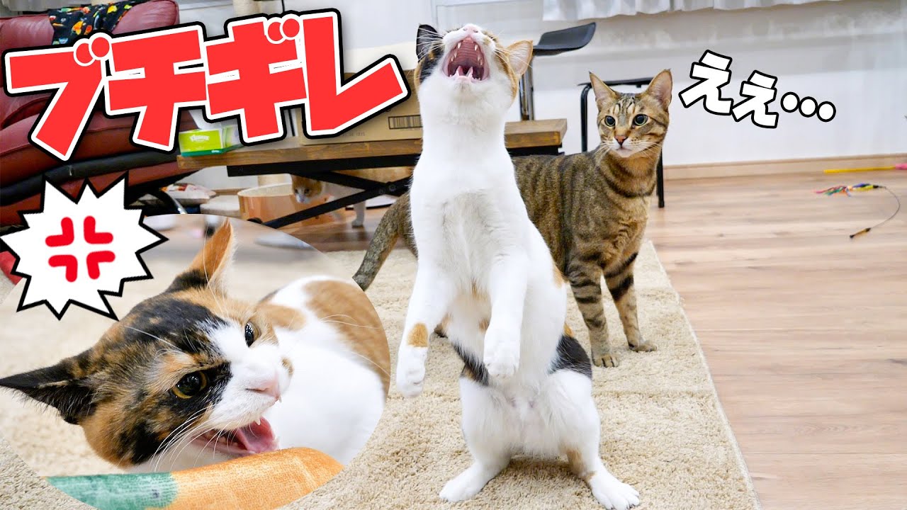 ベルちゃんが突然怒り始めて威嚇が止まらなくなりました