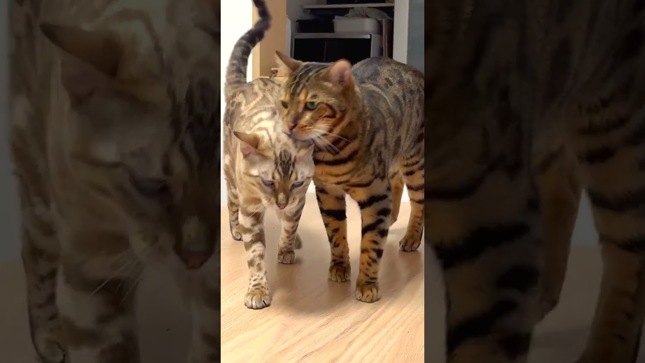とにかく甘えまくりたいベンガルねこ