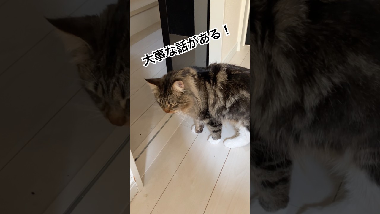 謎の警告をして去るメインクーン【ポニュ日記】 #猫のいる暮らし #cat #ねこのいる生活 #メインクーン #shorts #short