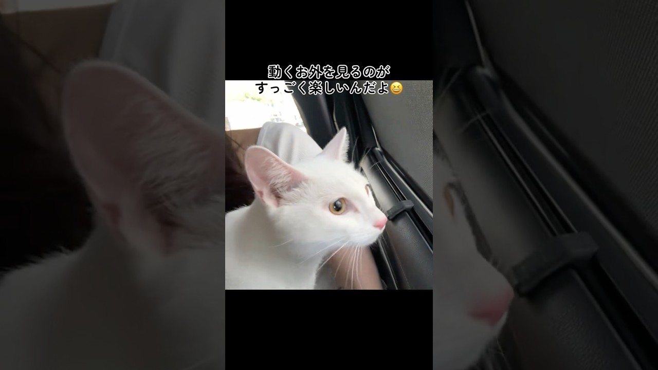 ドライブを楽しむ保護猫がかわいすぎる #shorts #猫 #cat #保護猫 #ドライブ
