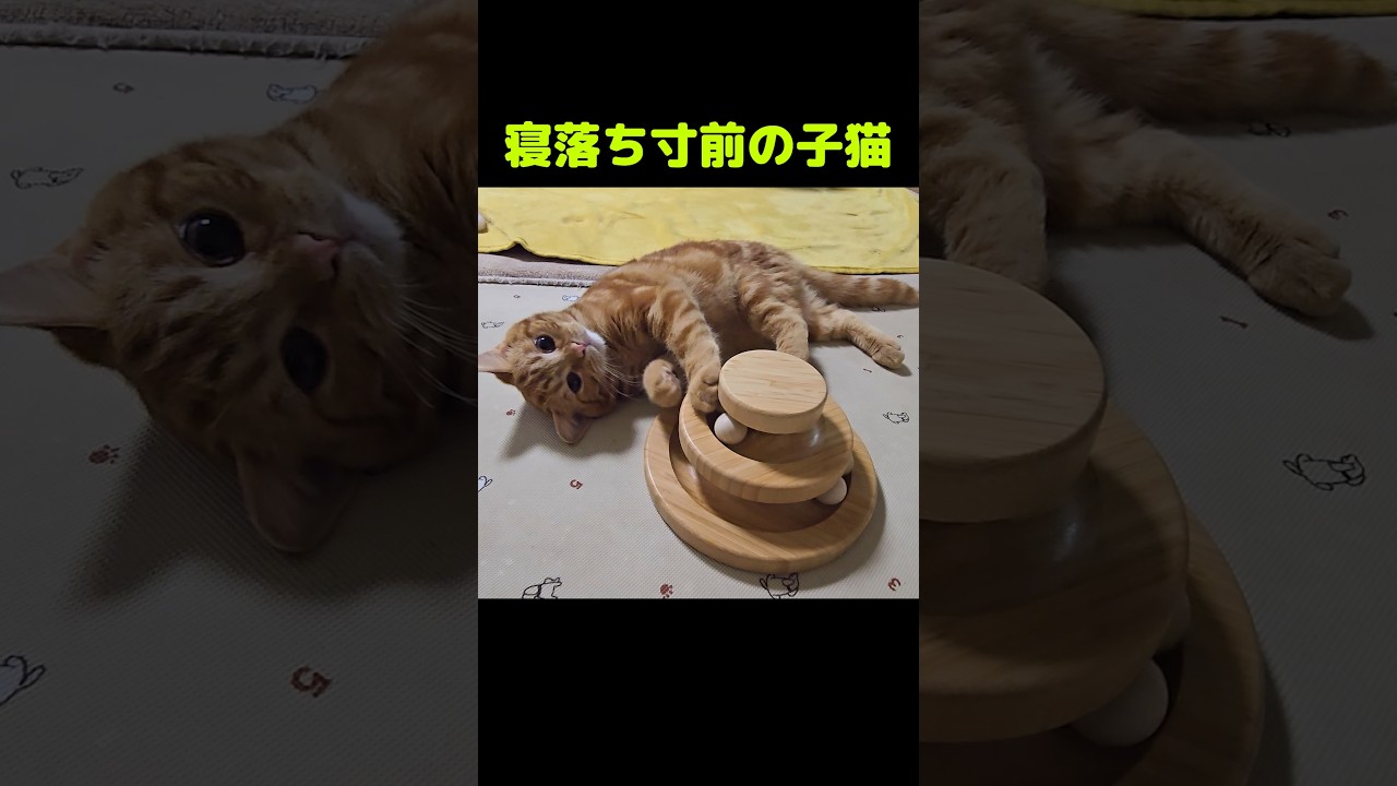 寝落ち寸前の子猫がかわいい...笑