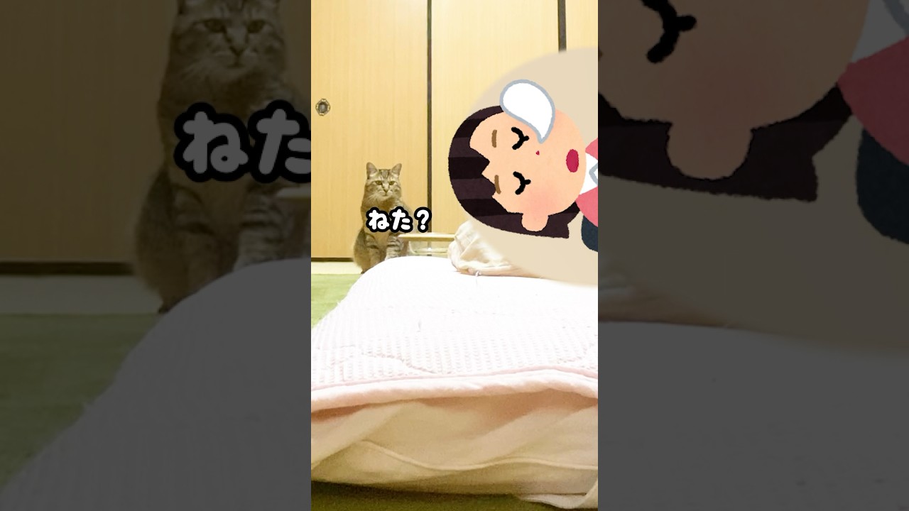 ママが寝るまで待ってる愛猫に寝たフリするとこうなる #添い寝 #かわいい #元野良猫