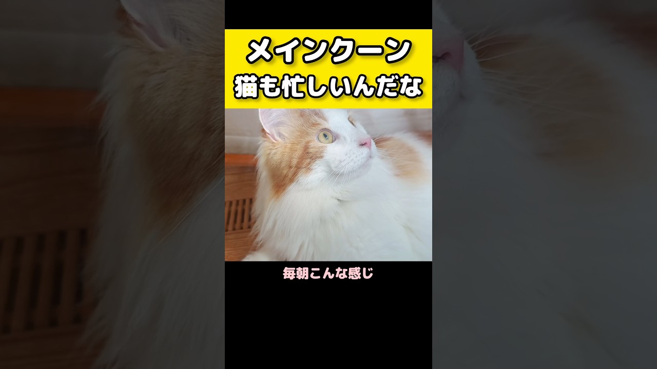 わが家の防犯システム #メインクーン #猫 #猫のいる暮らし#cat #mainecoon #catlover​  #catshorts​ #cute​ #cutecat​ #fyp​