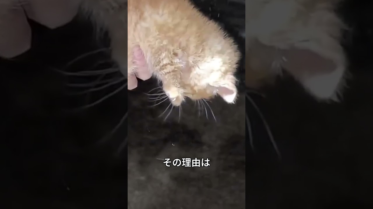 レンガの穴に閉じ込められた子猫を救う瞬間