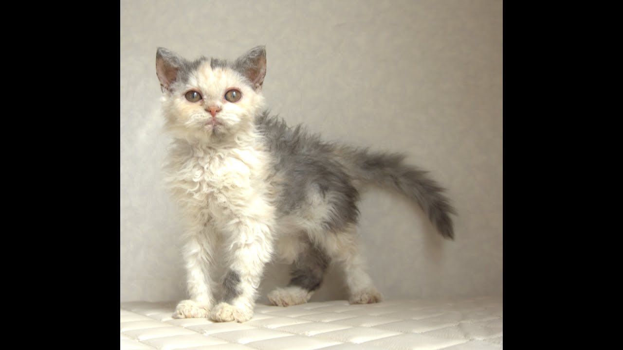 セルカークレックス子猫　Selkirk Rex　2025.4.12産まれ　ダイリュートキャリコ　巻き毛　女の子　シーダキャット猫のお店