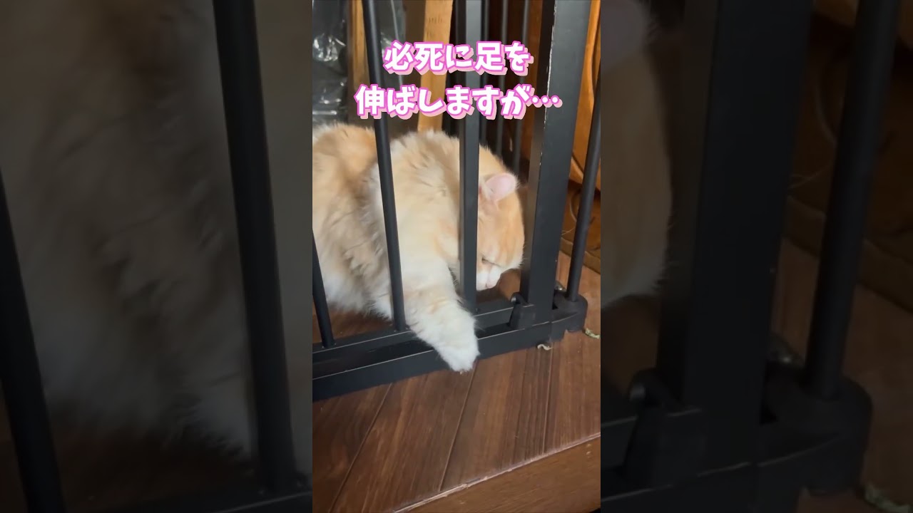 必死に足を伸ばしたけど、やっぱり短かった