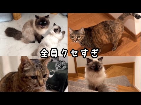 新入り猫うずこにルームツアーするひめと優男げんた🐱仲良しな猫たちの日常が大切すぎる