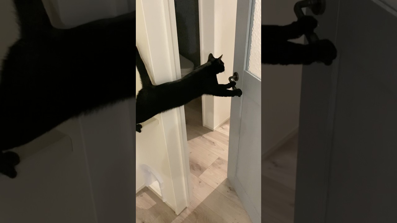 ドアを開ける子猫　#黒猫 #ボンベイ #cat #bombay #ネコ #猫 #猫のいる暮らし #ねこ #賢い猫