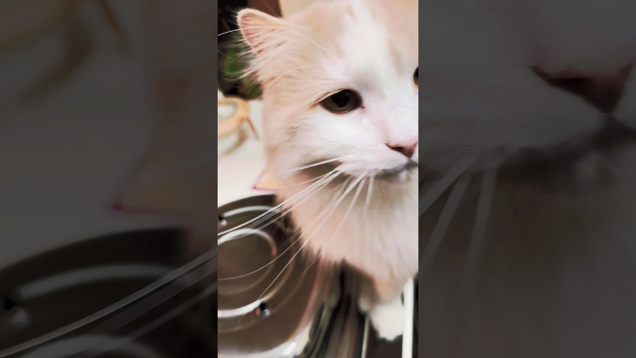 水菜が好き過ぎるラガマフィン#猫#大型猫