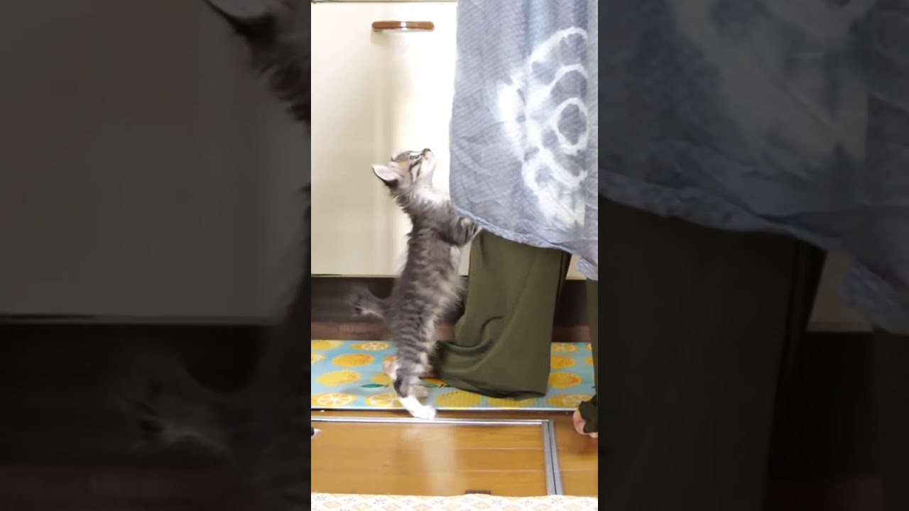 ミルクまだですか？子猫がママに登りだす？【赤ちゃん猫　保護猫】
