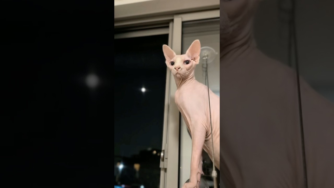夜風にあたる気のない猫【スフィンクス】