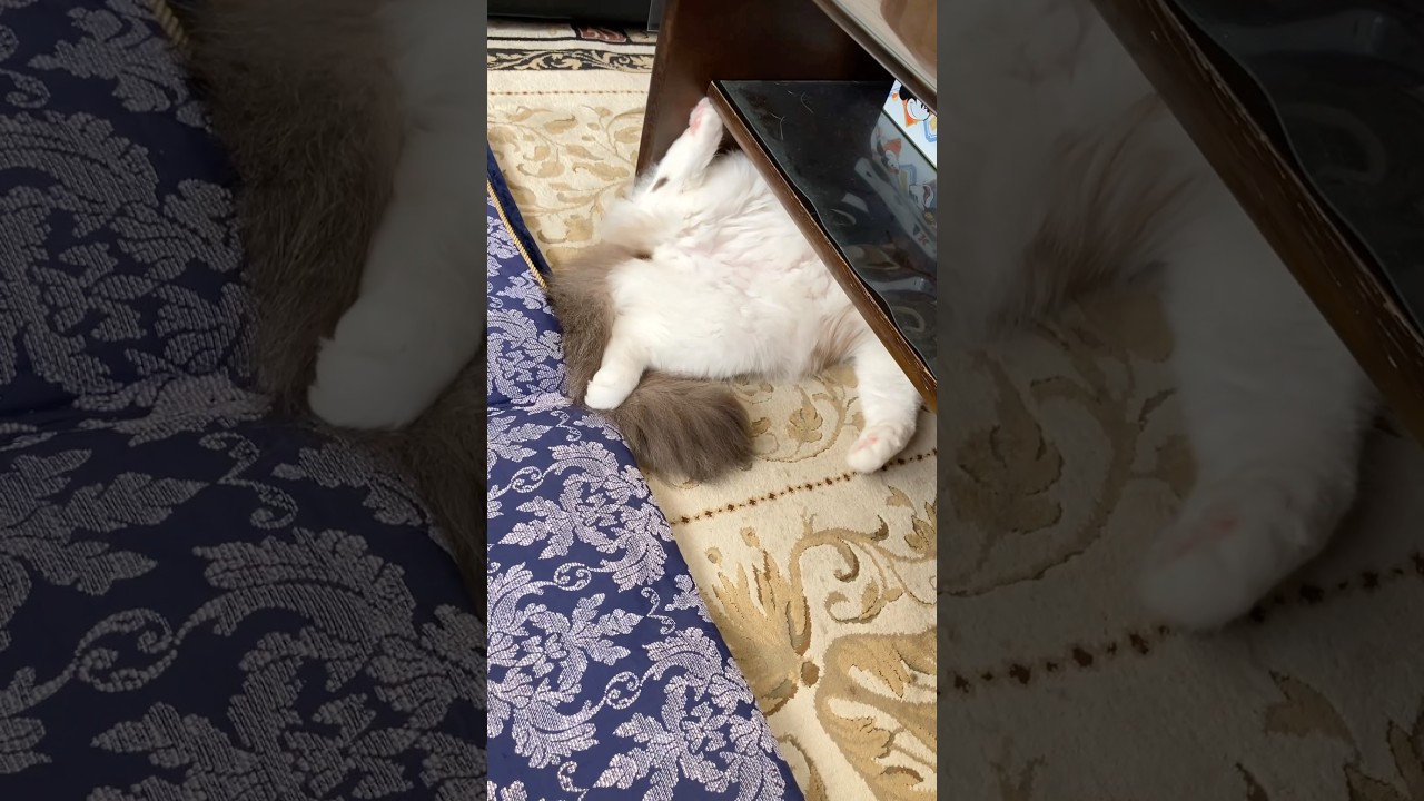 やる気のないアイドル　#猫  #cat  #ラグドール