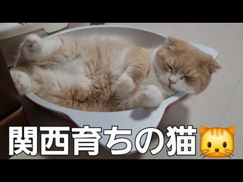 暑くて😅まさか☝️の展開に吹いた💦出来事🤣…142☘️おもち♂️[スコティッシュ]